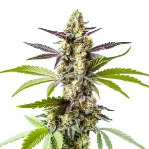 Strawberry Kush con cola central densa, cogollos resinosos y abundantes tricomas en floración.