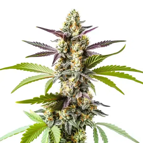 Strawberry Kush