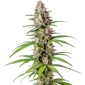 Cogollo de cannabis Sugar Haze Fast Version con estructura alargada, abundantes tricomas, pistilos y hojas en floración.