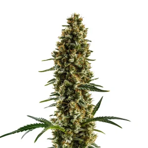 Cogollo de cannabis Sugar Haze Regular con estructura alargada y abundantes tricomas.