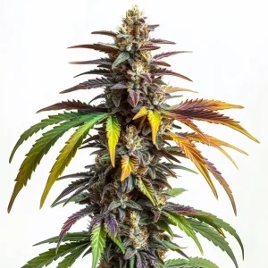 Cogollo de cannabis Sundae Driver con tonos púrpura y verdes, alta producción de resina, pistilos claros y estructura compacta.