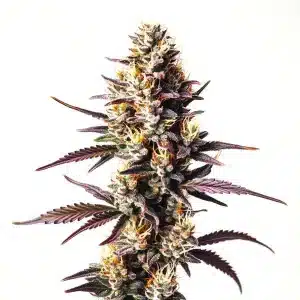 Sunset Sherbet planta de cannabis con cogollo central denso y resinoso.