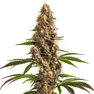 Cogollo de cannabis Super Boof con estructura compacta y alta producción de resina.