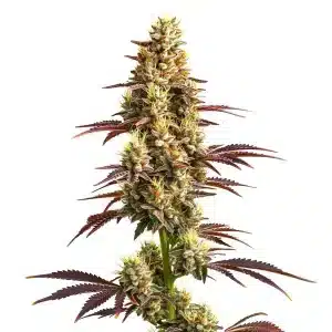 Cogollo de cannabis Super Boof Auto con estructura compacta, alta producción de resina, pistilos claros y hojas en floración.