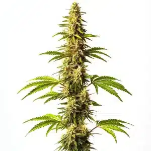 Super Critical planta de cannabis con cogollo muy productivo, estructura índica y floración abundante.