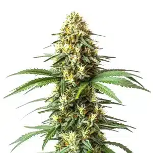 Super Critical Bilbo Fast Version con cogollo central muy denso y alta producción de resina.