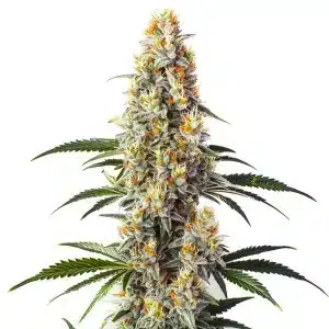 Super Glue con cogollo central muy compacto, alta producción de resina y abundantes pistilos en floración avanzada.