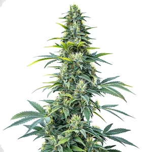 Super Silver Haze Auto planta de cannabis autofloreciente y estructura sativa en floración.