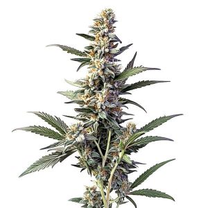 Sweet Afghan Delicious Auto F1 planta de cannabis autofloreciente con cogollo resinoso y floración uniforme.