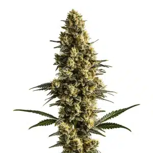 Sweet Tooth Auto planta de cannabis autofloreciente muy resinoso en floración avanzada.