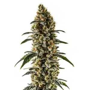 Sweet Zombie planta de cannabis con cogollo muy resinoso, estructura sativa y floración abundante.
