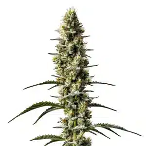 Sweet Zombie Auto planta de cannabis autofloreciente con cogollo muy resinoso en floración.