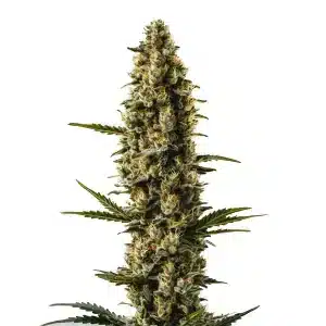 Sweety Auto planta de cannabis autofloreciente con cogollo compacto,muy resinoso y en floración.