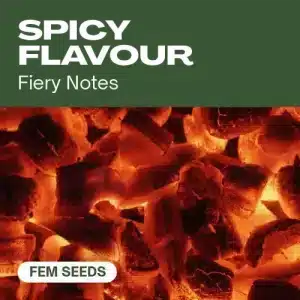 Perfil de sabor picante en cannabis con notas intensas, asociado a terpenos especiados y potentes.
