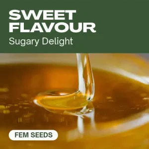 Sabores dulces en cannabis, concepto Sweet Flavour y semillas feminizadas.