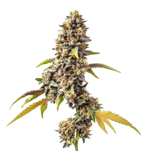 Tahoe OG Auto planta de cannabis autofloreciente con cogollos resinosos en floración.