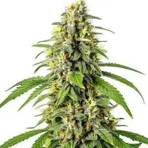 Tahoe OG Kush planta de cannabis con cogollo central denso y muy resinoso, estructura índica y floración abundante.