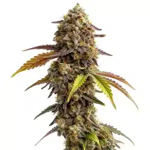 Tangie Purple Punch planta de cannabis con cogollo denso y resinoso.