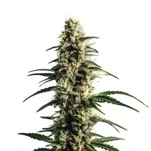 Thai Fantasy planta de cannabis con cogollo resinoso y estructura sativa.