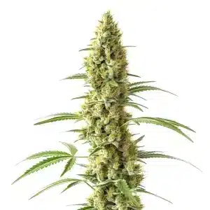 Tijuana planta de cannabis con cogollo central alargado y resinoso.