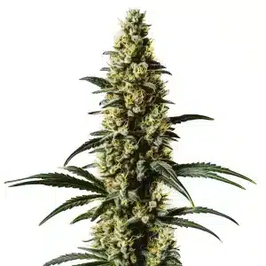 Top 44 planta de cannabis con cogollo central compacto y resinoso y floración uniforme.