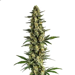 Triple XL Auto planta de cannabis autofloreciente con cogollo grande y muy resinoso en floración.