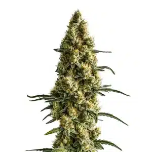 Tropi BCN x Pineapple Sherbet Regular: Cogollo resinoso y compacto.