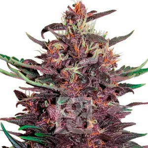 Tropicana Cherry:Variedad ideal para extracción de cannabis.