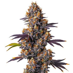 Tropicana Cookies Purple: Cogollo púrpura muy resinoso.