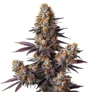 Tropicana Cookies Purple Auto con cogollos densos, intensa resina, hojas y pistilos en floración avanzada.