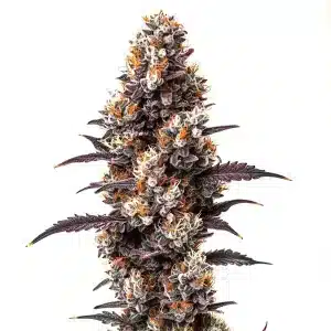 Ultra Violet OG: Cogollo púrpura muy resinoso en floración.