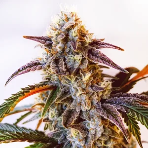 Watermelon Zkittlez con cogollo resinoso en floración.