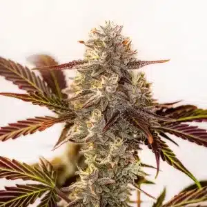 Watermelon Zkittlez Auto con cogollo central resinoso.