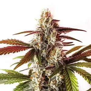 Watermelon Zkittlez Fast Version con cogollo central compacto y resinoso.