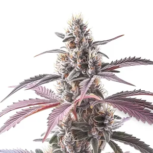 Wedding Cake x Animal Mints: Cogollo dulce.
