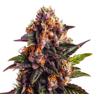 Wedding Cake x Forbidden Fruit con cogollo compacto.