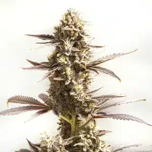 planta de cannabis Whiskey Zulu Autoflower con hojas púrpuras