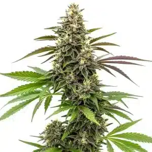 White AK 47 con planta completa y cogollos compactos en floración.