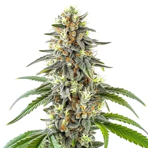 White Fire OG con cola central definida y cogollos resinosos.