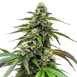 White LSD Auto con cola central compacta y cogollos muy resinosos.