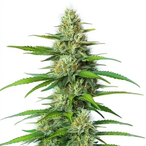 White Widow Regular con cola central compacta y cogollos densos.