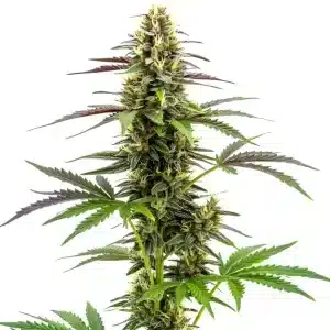 White Widow x Ak47 Fast Version con cola central compacta.