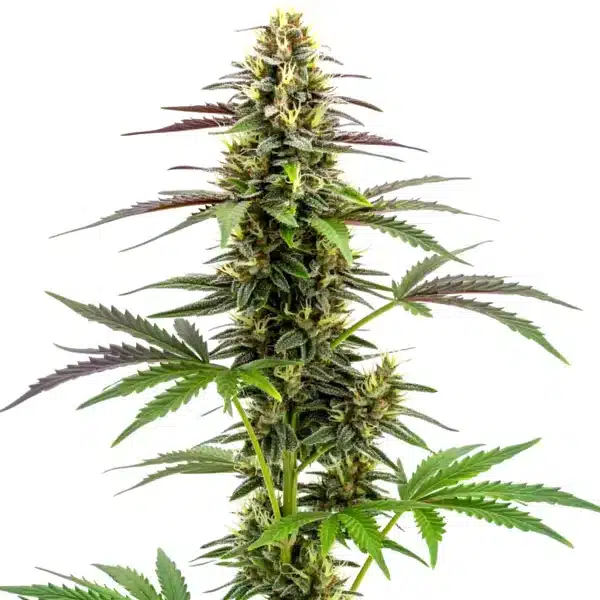 White Widow x Ak47 Fast Version