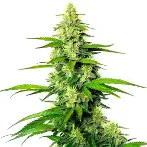 White Widow x California Snow Auto con cola central compacta.