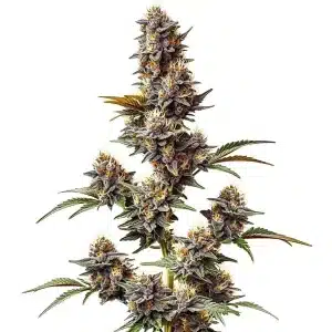 White Widow x Crystal Meth Auto con múltiples colas resinosas.