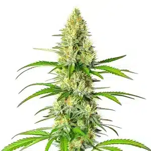 White Widow x Northern Lights con cola central compacta y resina.