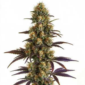 Wifi OG con cola central densa y cogollos resinosos.