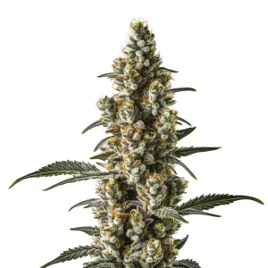 Wild Thailand Ryder Auto con cola central compacta y resina.