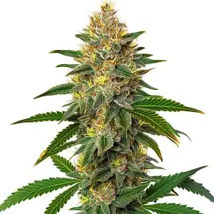 Willie Nelson con estructura sativa y cogollos alargados.