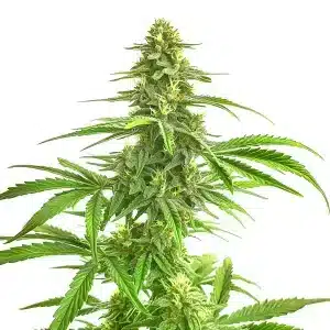Wombat con estructura sativa y cogollos alargados.